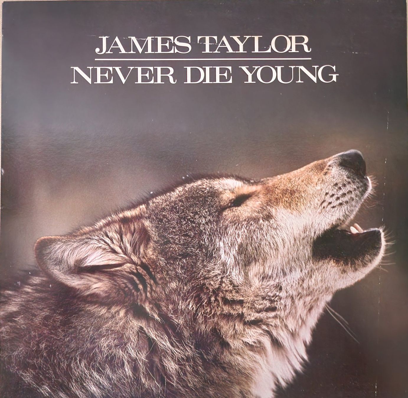 Dischi in vinile: James Taylor LP – Never Die Young – Usato da Root venduto da atelier22