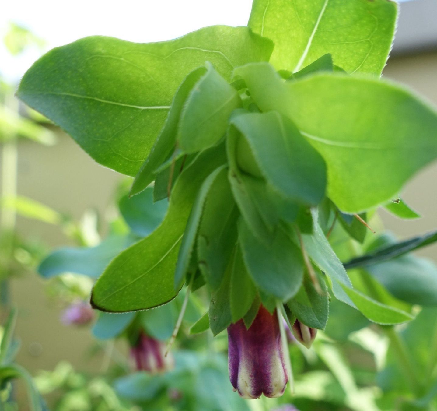 Pflanzen & Samen: Große Wachsblume Purpurascens 10 Samen – Gebraucht aus Schwaderloch von bademeister79 3
