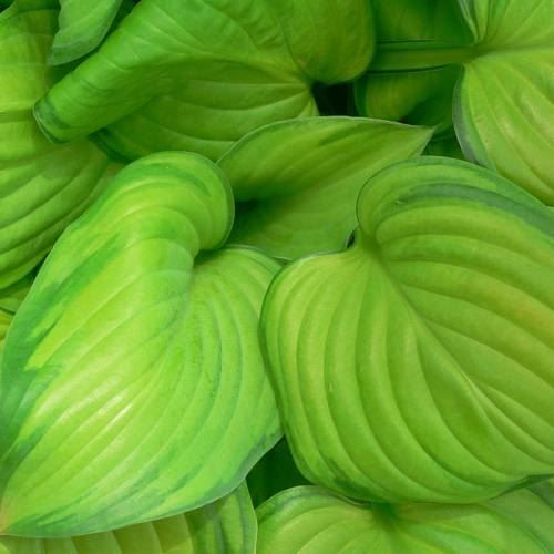 Piante & sementi: Hosta Guacamole 2 PLANTS – Nuovo (secondo la descrizione) da Bremblens venduto da FIBONACCI369 2