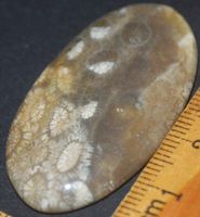 Cabochon L-1935 – Fossil Koralle – 44x24mm