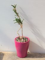 Delosperma napiforme, ex Mestoklema 