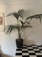 Zimmerpalme Areca, gute Grösse, im schwarzen Topf