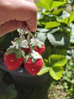 Porte-clés fraise crocheté fait main