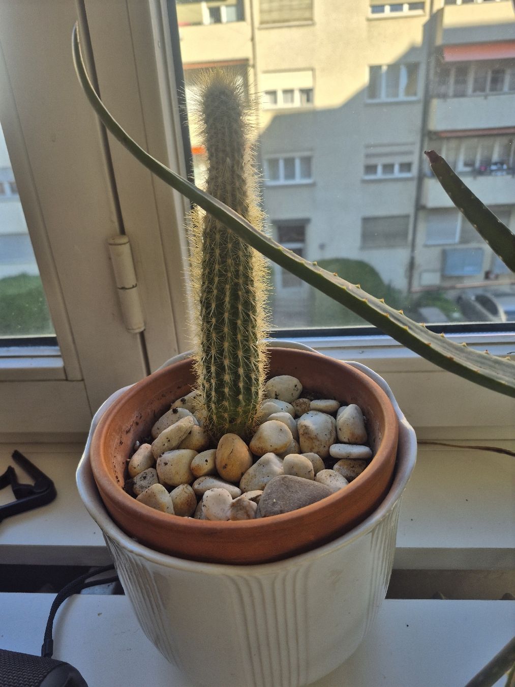 Piante & sementi: Savila und Cactus ca. 30 cm – Nuovo (secondo la descrizione) da Zürich venduto da oscarc1 2