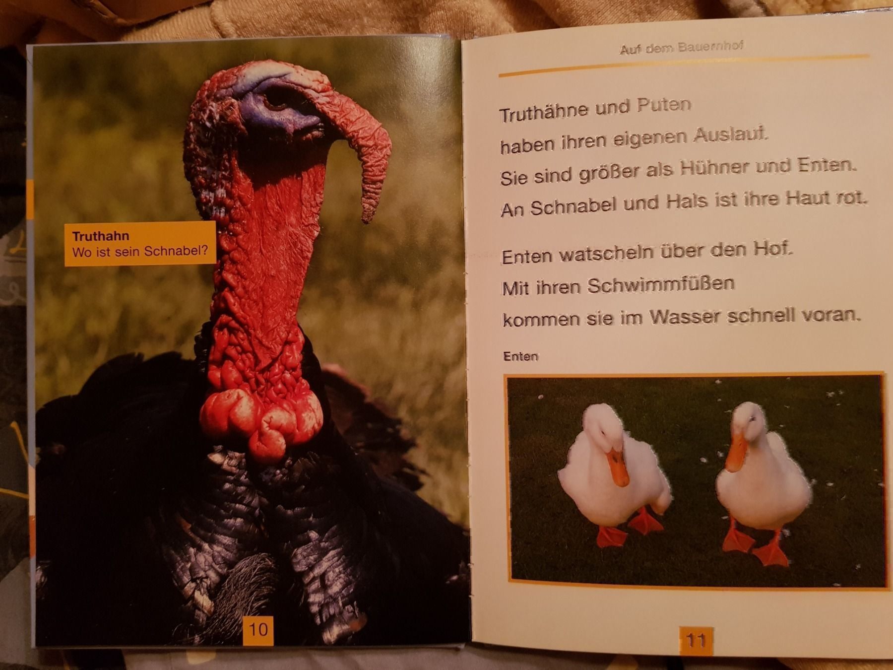 Libri: Buch Tiere auf dem Bauernhof – Nuovo e nell'imballaggio originale da Schwarzenburg venduto da Flamingo07 2