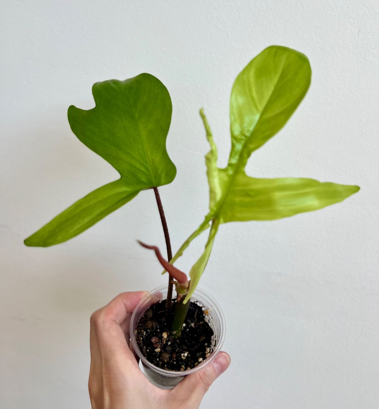 Plantes & graines: 🔥Philodendron Florida Ghost – D'occasion à Glattpark(Opfikon) par ste_n99y 5