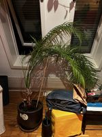  Palm Plant potted good condition