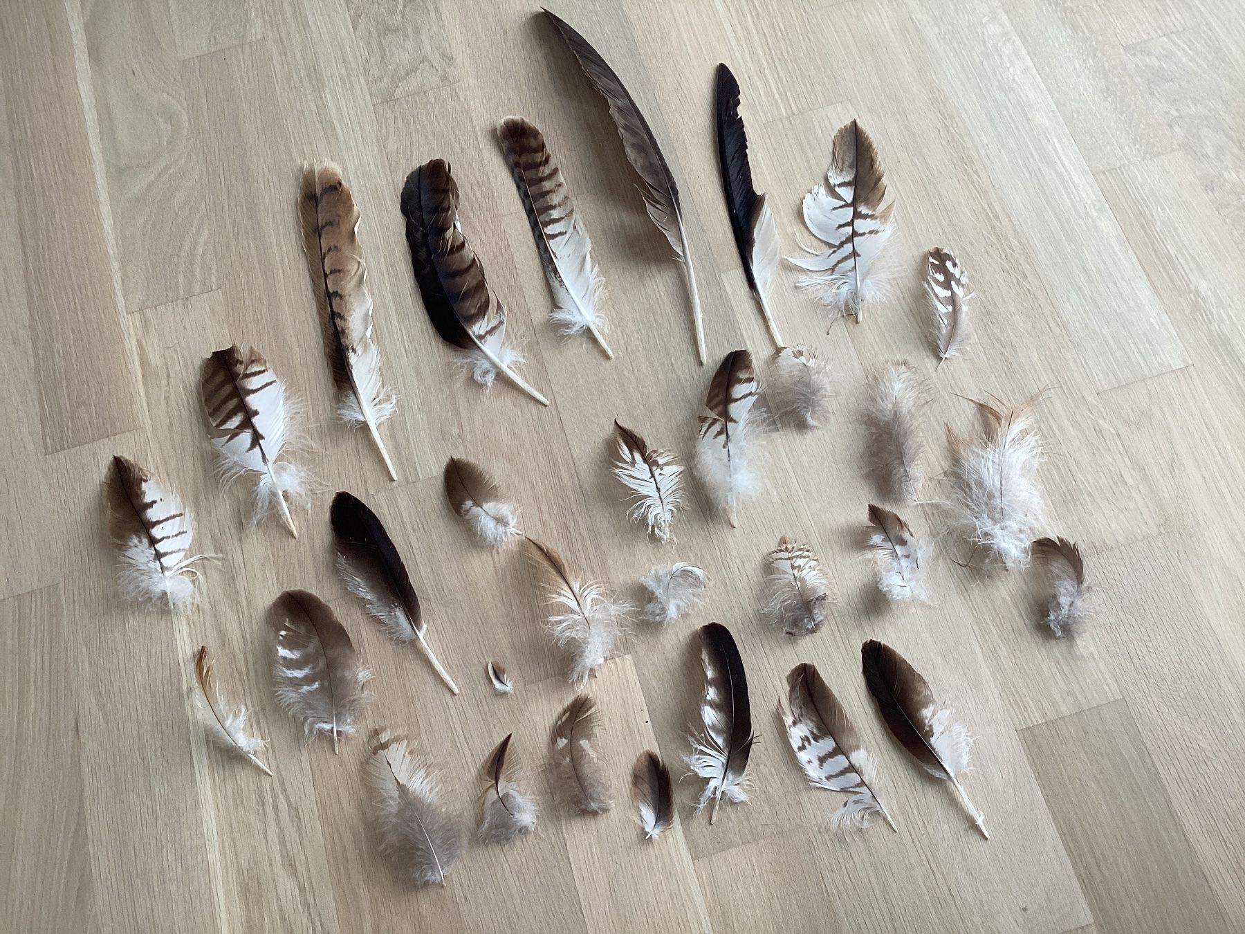 Welt der Tiere: Rotmilan und Mäusebussard Federn 1 – Gebraucht aus Flawil von Barschfreak