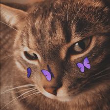 Profile image of shalareb