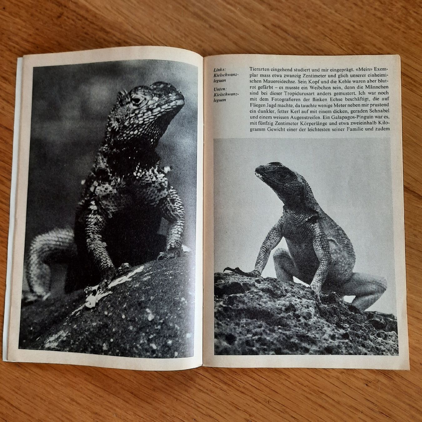 Riviste & Magazine: SJW Heft Nr.1219 Galapagos – Usato da Nottwil venduto da mar_jqm7 5