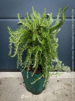 Rosmarin ‘Blue Cascade’ - voll winterhart für den Garten