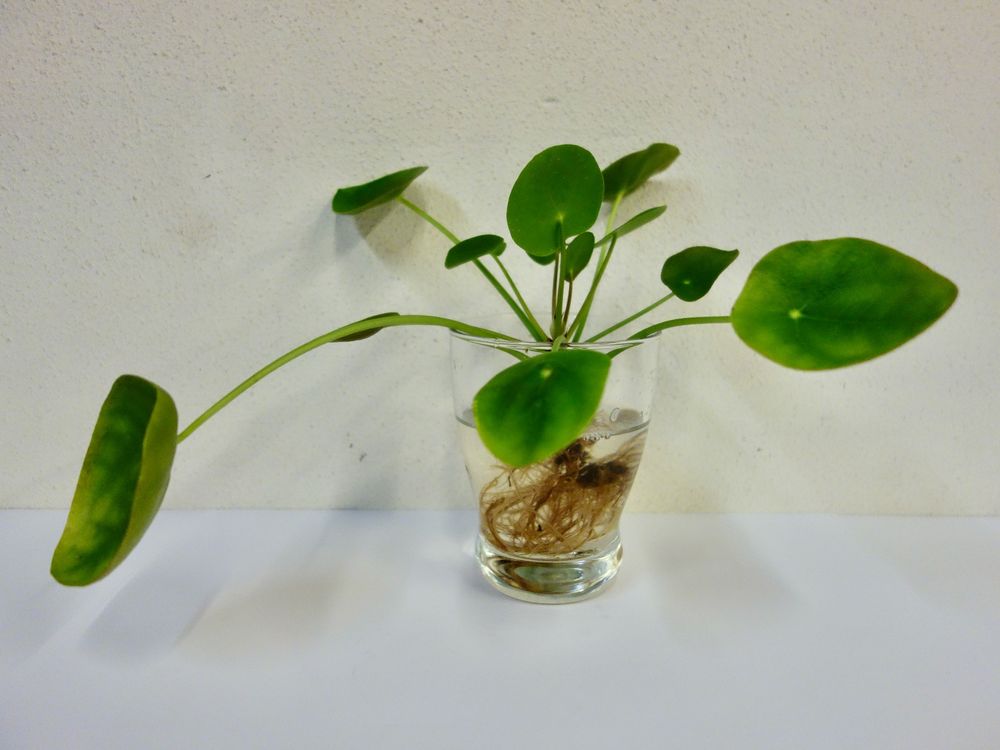 Pilea peperomioides Glückstaler Kaufen auf Ricardo