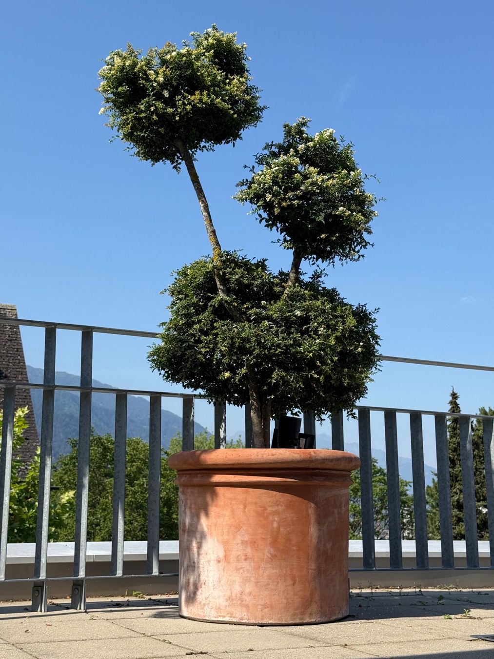 Piante & sementi: Südländische Liguster im Topf - P4 – Usato da Chur venduto da Schueh