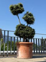 Grosse Japanische Stechpalme (Ilex crenata) im Topf - P4