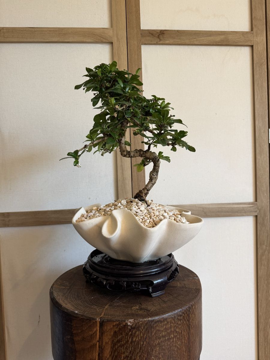 Piante & sementi: Fukientee Bonsai im Topf mit Untersetzer – Usato da Rümlang venduto da Gruseh.ch 5