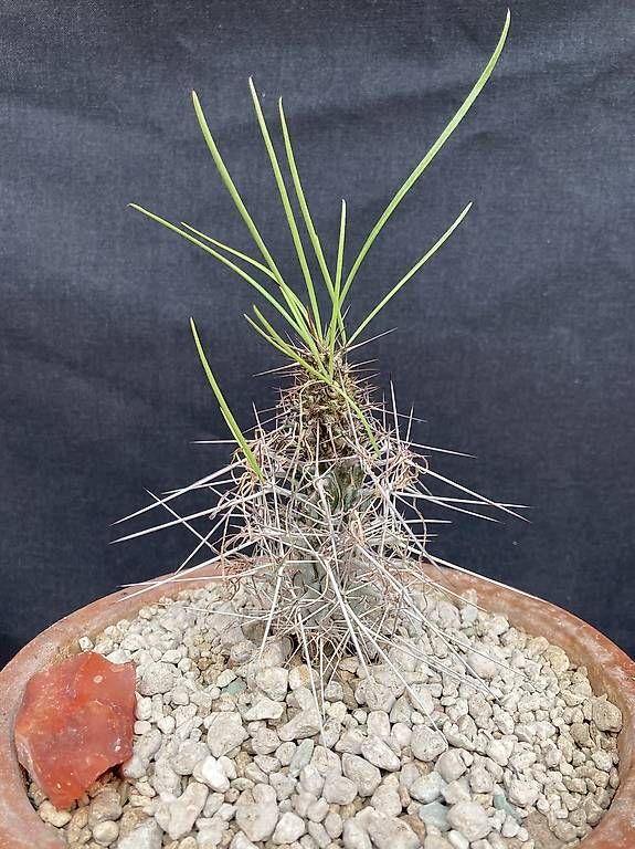 Piante & sementi: Caudex Didierea madagascariensis – Usato da Liestal venduto da PrebenZwei 1