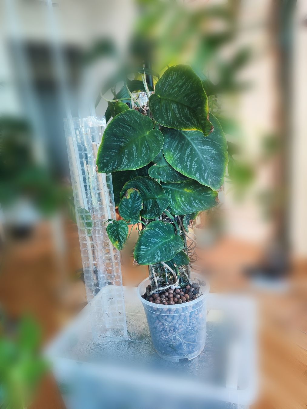 Piante & sementi: Monstera dubia – Usato da Allschwil venduto da Corini