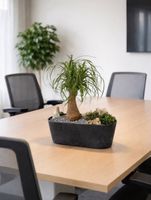 Selbstbewässender Topf mit Elefantenfuss/Palme