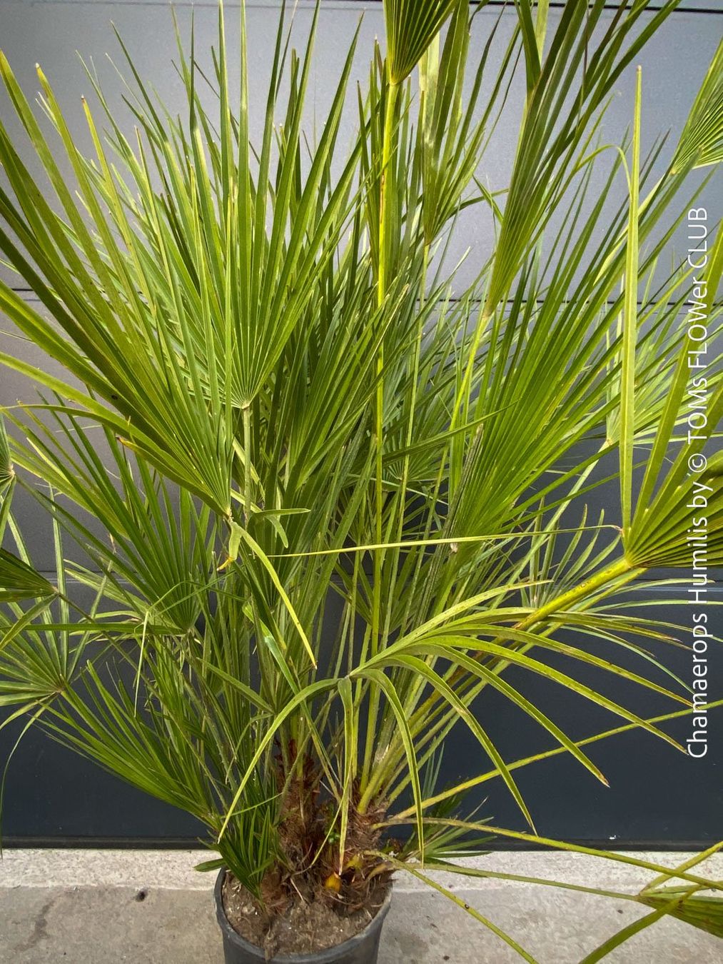 Piante & sementi: Chamaerops Humilis - fürs Haus oder Garten - robuste Palme – Nuovo e nell'imballaggio originale da Adliswil venduto da astom369 3