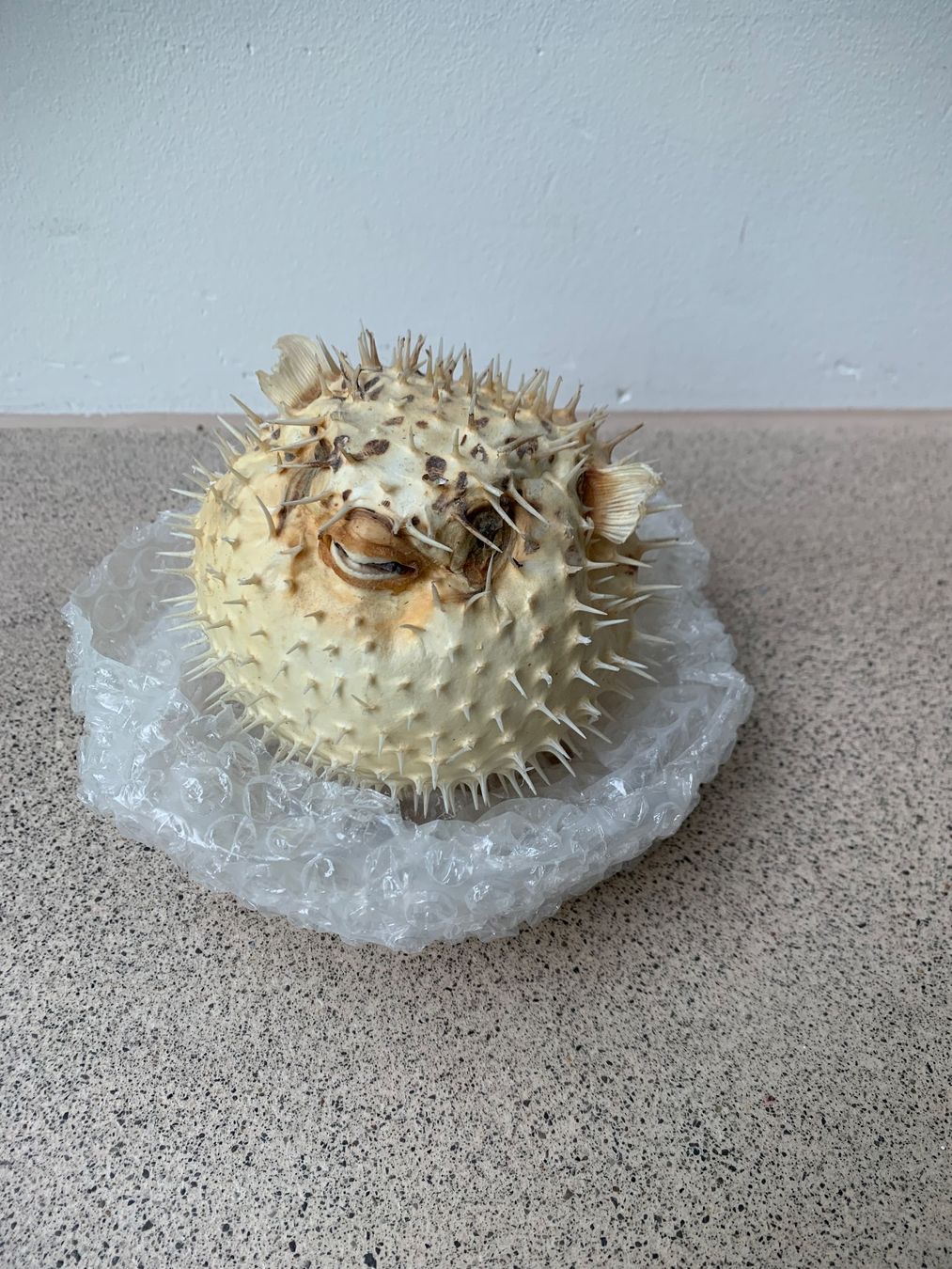 Il mondo degli animali: Fugu Kugelfisch ca. 12 cm Durchmesser – Usato da Edlibach venduto da second_hand
