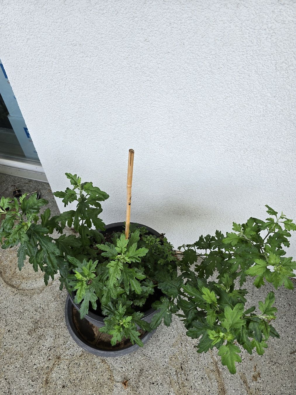 Piante & sementi: Winterharte Chrysanthemen – Usato da Rickenbach b. Wil venduto da Kth_v8 2