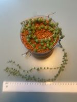 Erbsenpflanze ' Senecio Rowleyanus'