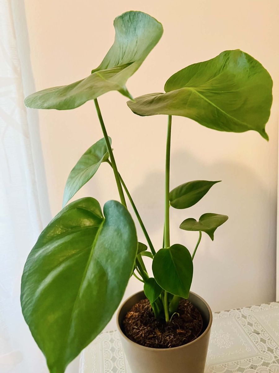 Piante & sementi: MONSTERA DELICIOSA Pflanze – Usato da Gerlafingen venduto da naj_vj8s 2