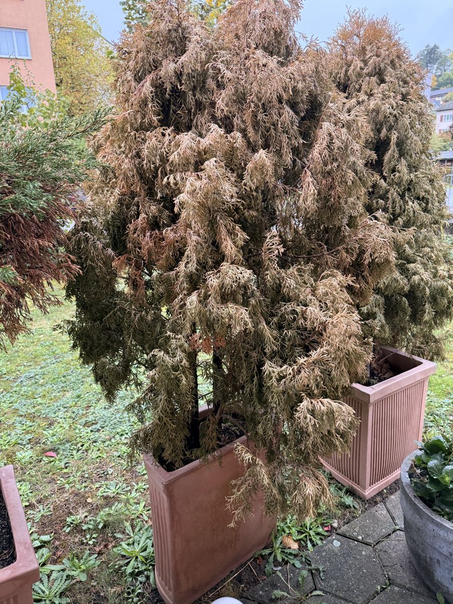 Pflanzen & Samen: 4 Stück Thuja-Lebensbaum im Topf – Gebraucht aus Schaffhausen von Lutka01 3
