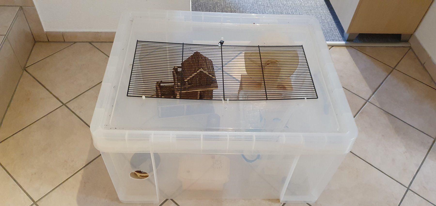 Gabbie, trasporto & Sicurezza: Cage rongeur fait maison + accessoires – Usato da Moutier venduto da Matteoleroux 5