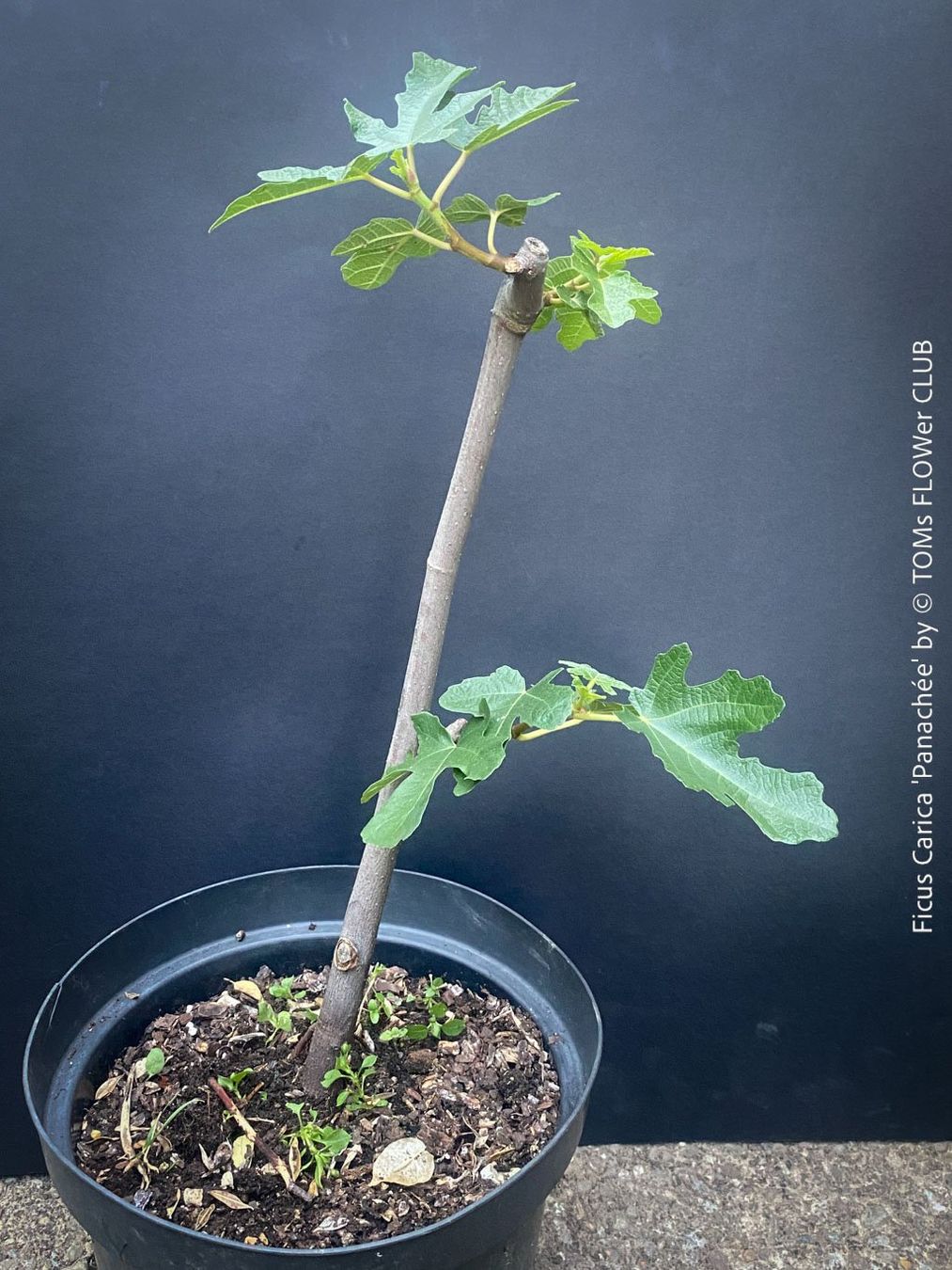 Plantes & graines: FICUS CARICA PANACHÉE - einzigartig gestreifte Feige – Neuf avec emballage d'origine à Adliswil par MarkyForest 2