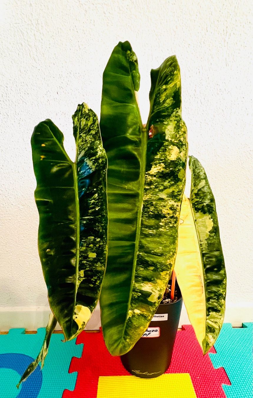 Pflanzen & Samen: Philodendron Billietiae variegated – Gebraucht aus Zofingen von Erfolg1957 1