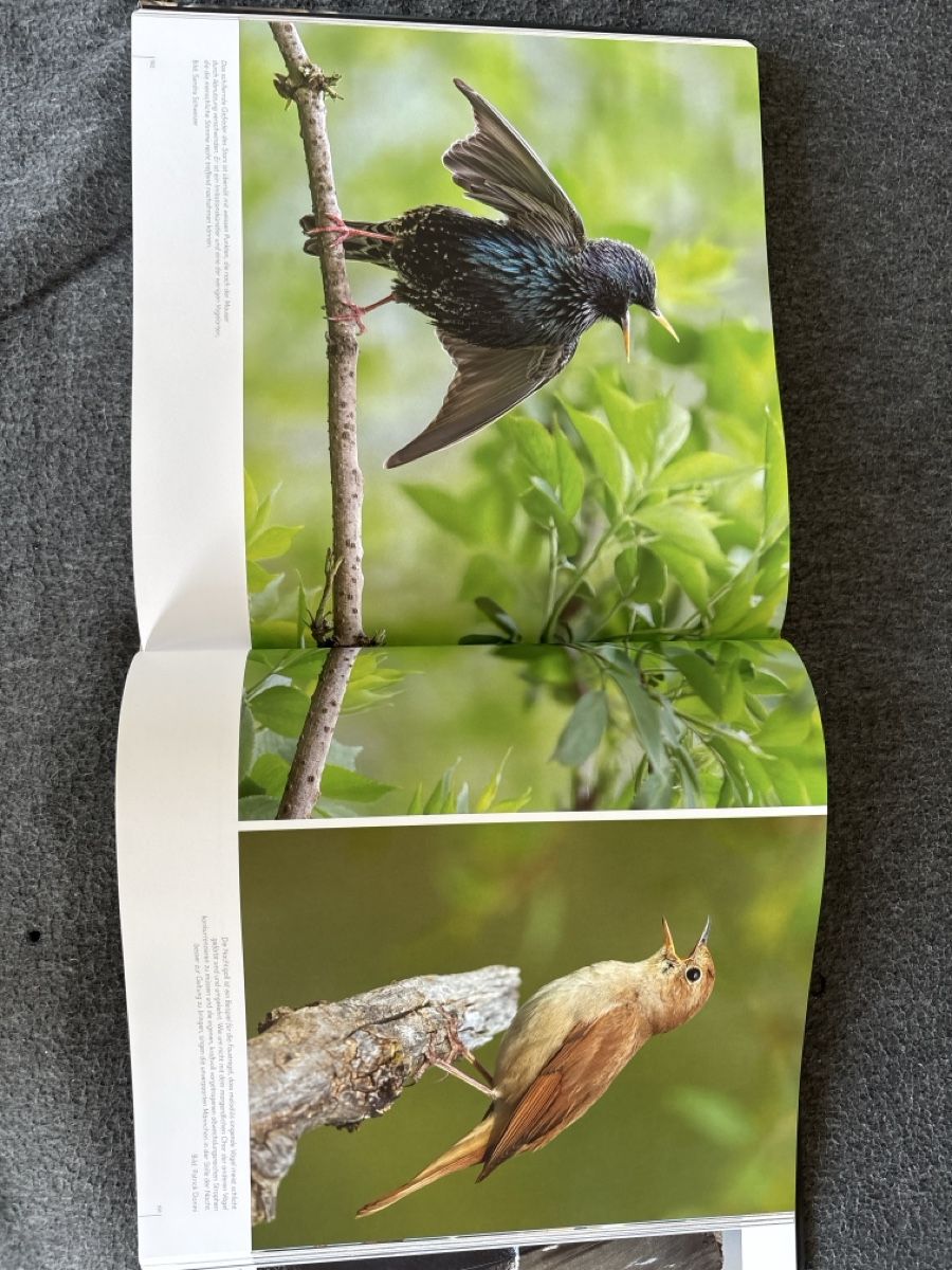 Livres: Fabelhafte Vogelwelt Buch gute Zustand – D'occasion à Zürich par Nonas1996 1