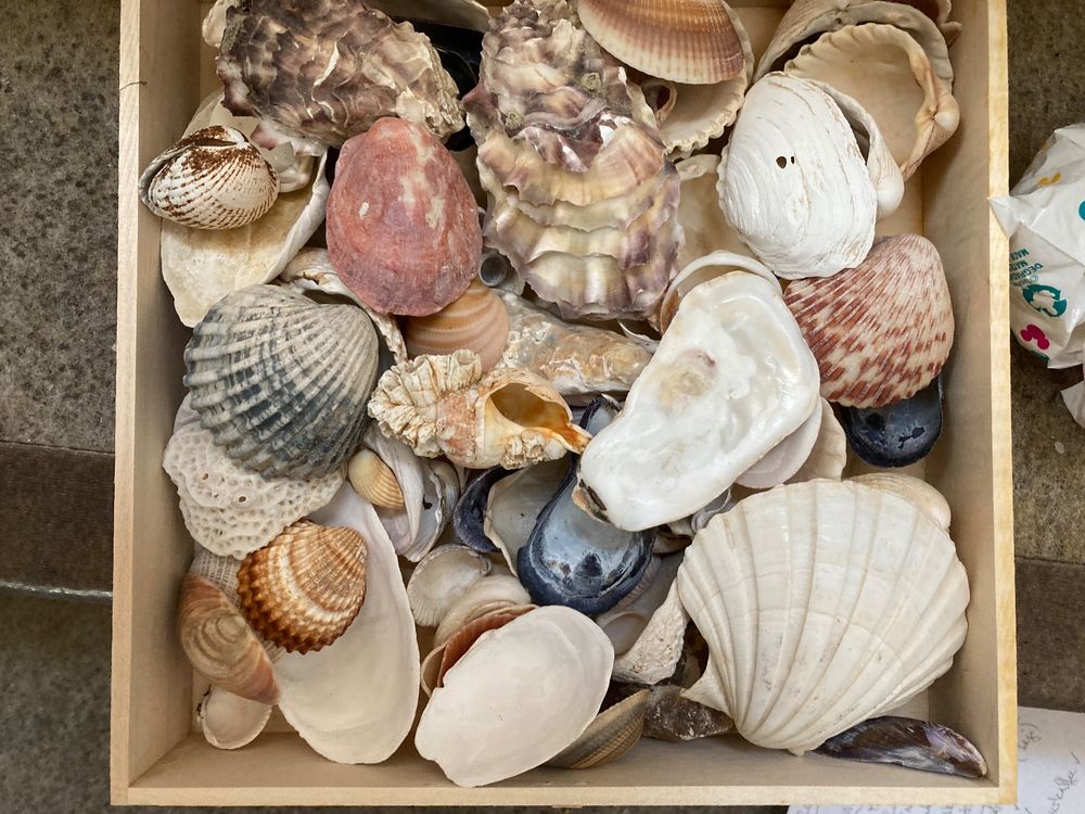 Diverse Muscheln | Kaufen auf Ricardo