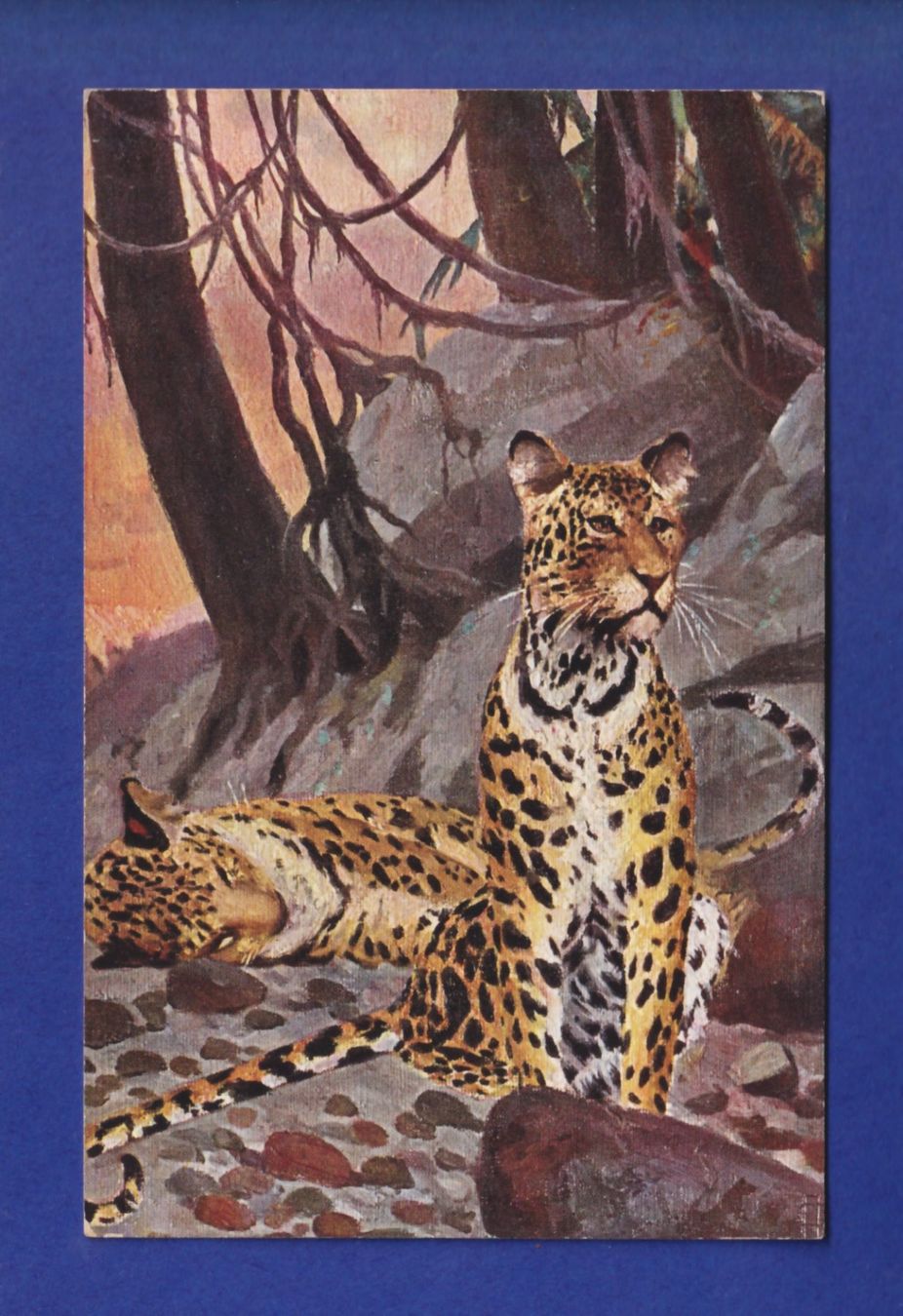 Cartes postales: LEOPARD – D'occasion à Pully par nicecards-shop