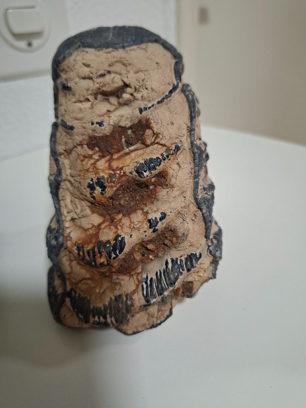Fossili: Mammutzahn – Usato da Aesch BL venduto da Pendrive 4