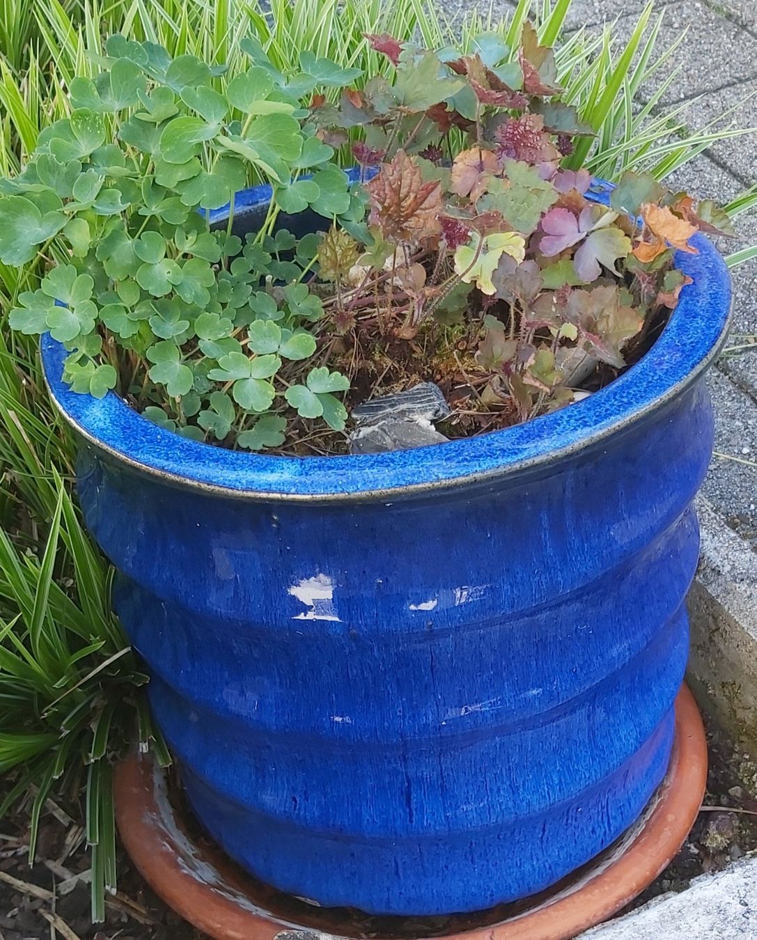 Vasi per fiori: Blauer Keramiktopf mit Bepflanzung – Usato da Greppen venduto da 86Sina