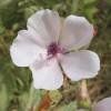 Guimauve officinale  2 PLANTS  (tout se mange)