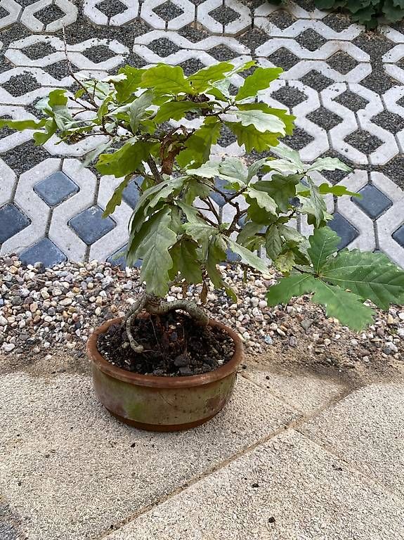 Piante & sementi: Bonsai Eiche in Tonschale - ab Samen / Eichel gezogen 2016 – Usato da Allenwinden venduto da guetzli20 3