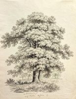 ANTON WINTERLIN – Studie eines Ahornbaumes, Zeichnung