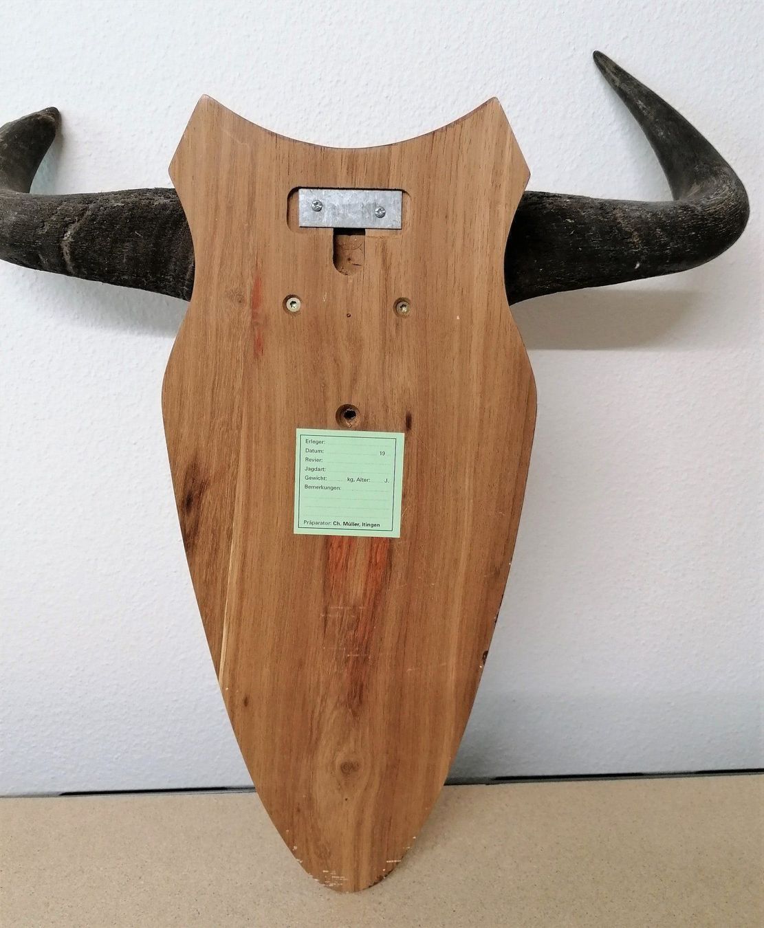 Sonstiges zum Sammeln & Seltenes: Gnu Streifengnu Geweih Trophäe – Gebraucht aus Reinach BL von fliegenrolli 5
