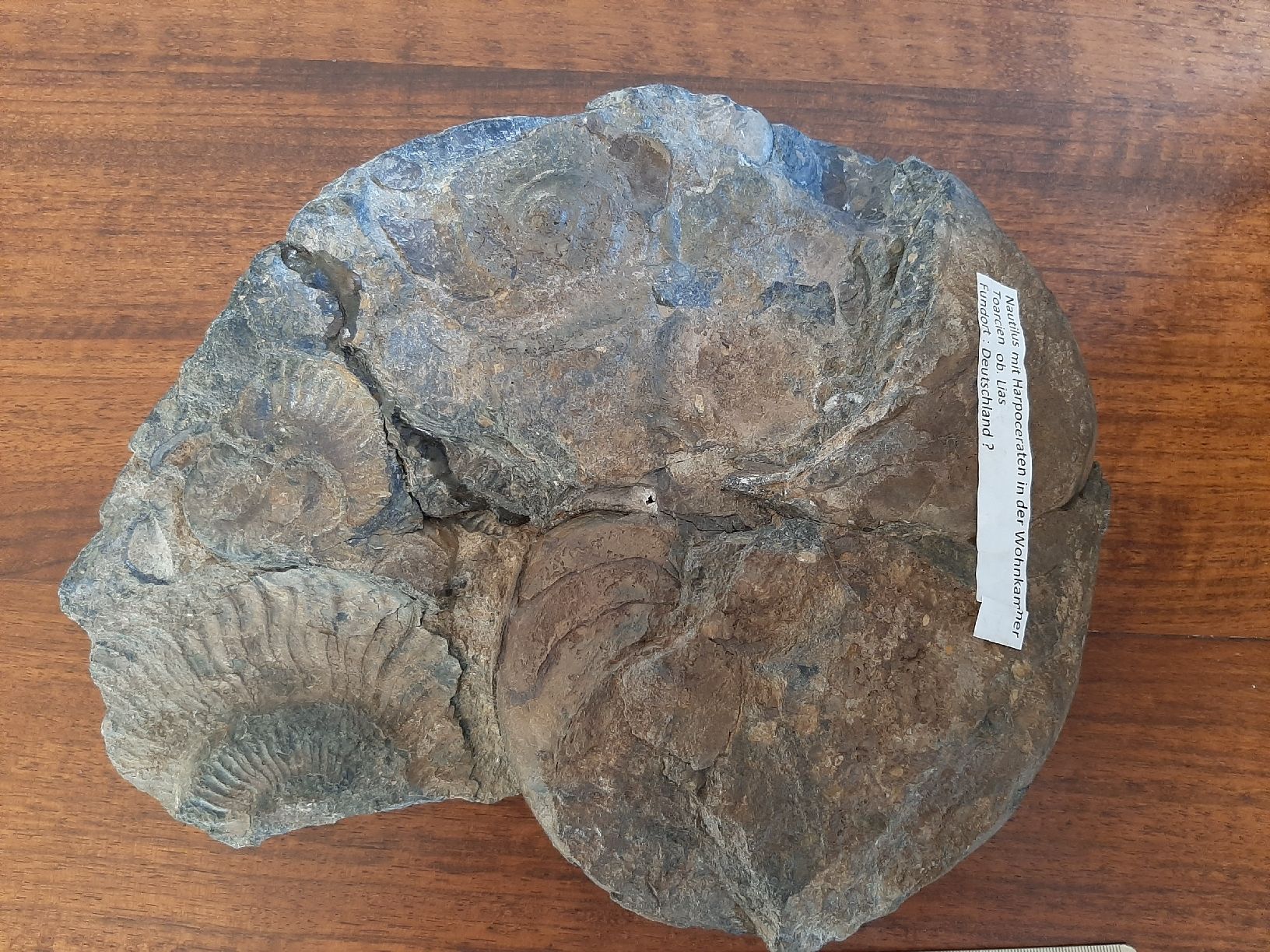 Fossili: Schöner Nautilus – Usato da Rickenbach BL venduto da Oktober68 5