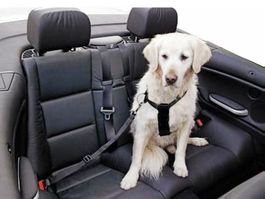 SICHERHEITSGURT FÜR HUNDE  im Auto /Auge- oder Anker-System