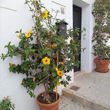 Profile image of Blumeli96