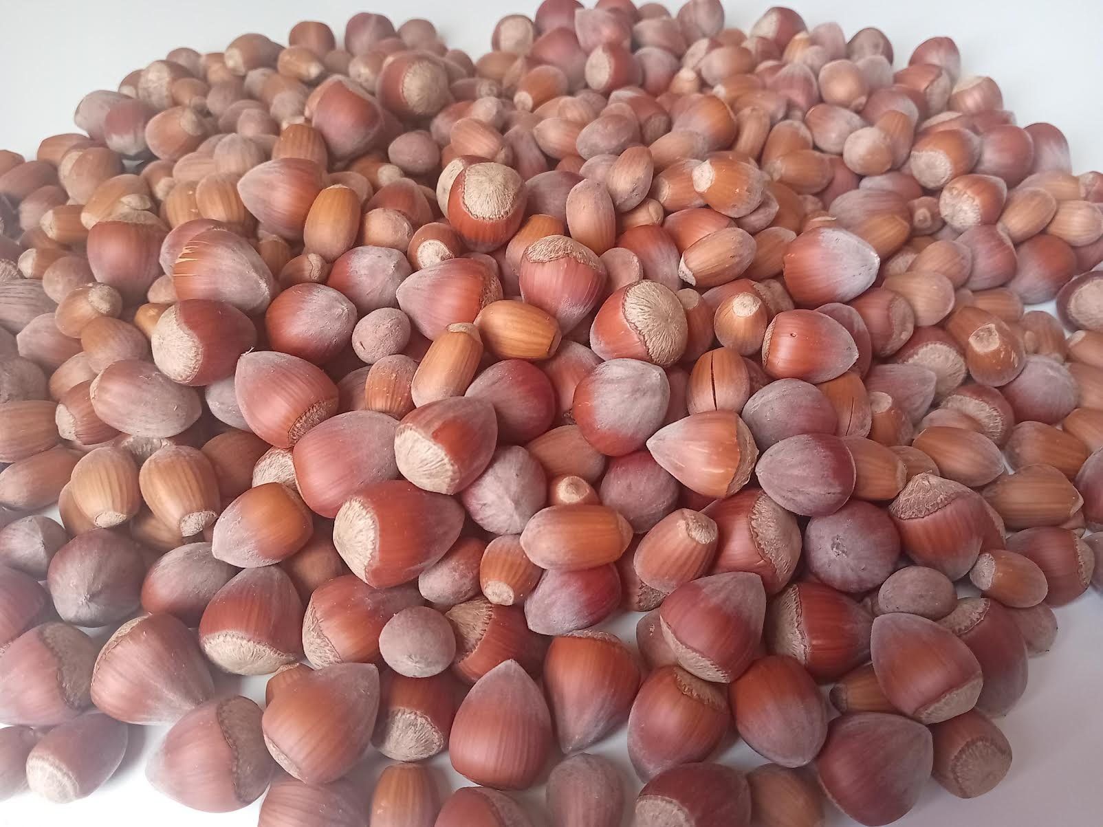 Alle Dekorationen: Haselnüsse Deko, Basteln ca.800g – Neu (gemäss Beschreibung) aus Salez von Robe12 1