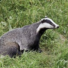 Profile image of BadgerPangolin