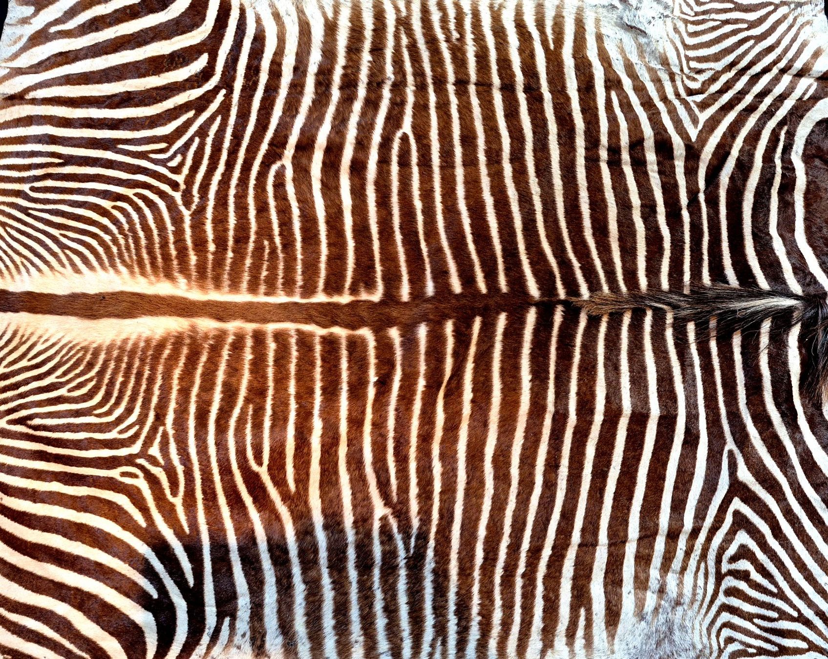 Il mondo degli animali: Veritable peau de zebre de Grevy 2/ Echtes Grevy Zebrafell 2 – Usato da Treyvaux venduto da Kbh2000 7