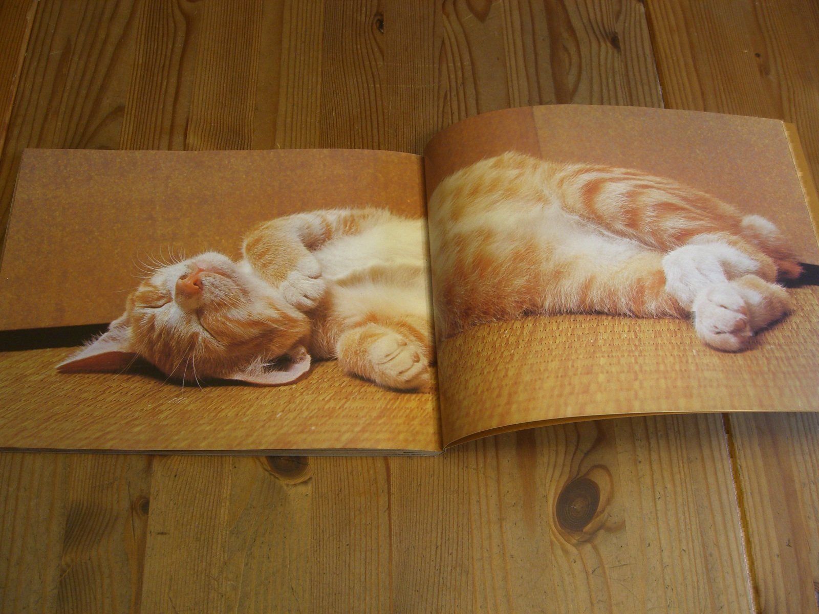Bücher: Zauberhaftes Katzen-Buch "Katzenspiele" – Neu (gemäss Beschreibung) aus Winterthur von Gaia 8