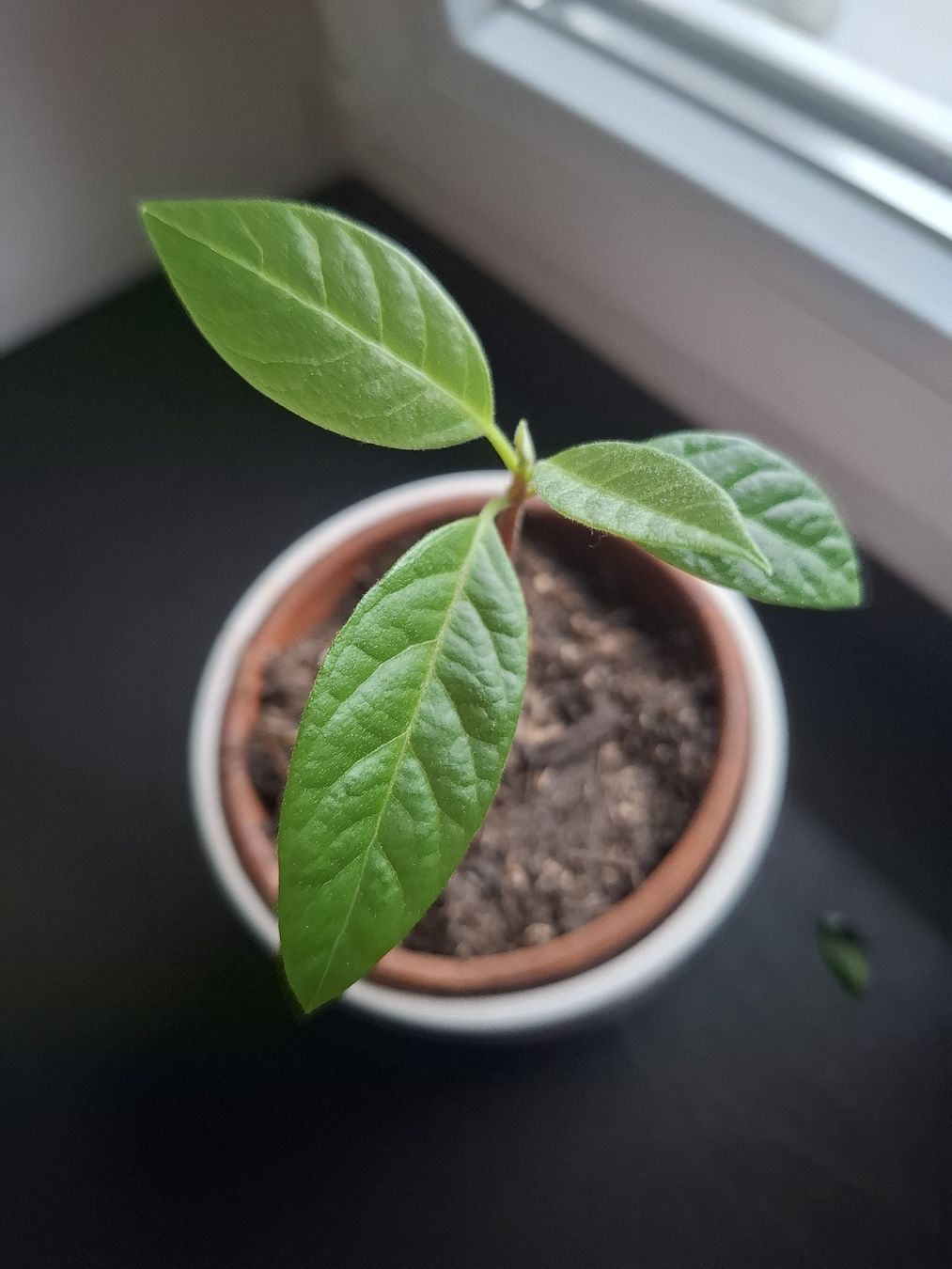 Pflanzen & Samen: Avocado - – Gebraucht aus Zeihen von P_B4 1