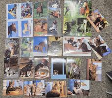 29 Tier Postkarten (Pferde / Katzen / Tiger / Hund / Affe)