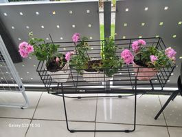 Schöner Blumenständer für den Balkon, inkl. Geranien!